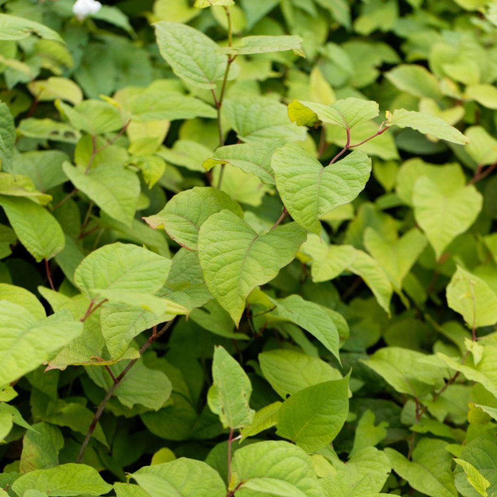 Japanischer Flügelknöterich Sprossen verwenden