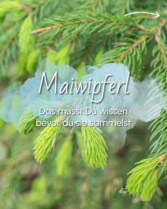 Maiwipferl sammeln