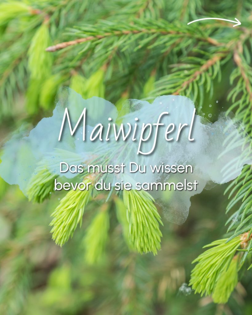 Maiwipferl sammeln