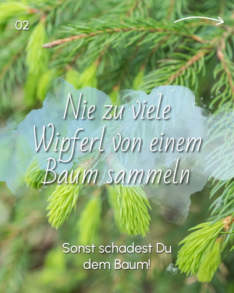 Maiwipferl sammeln