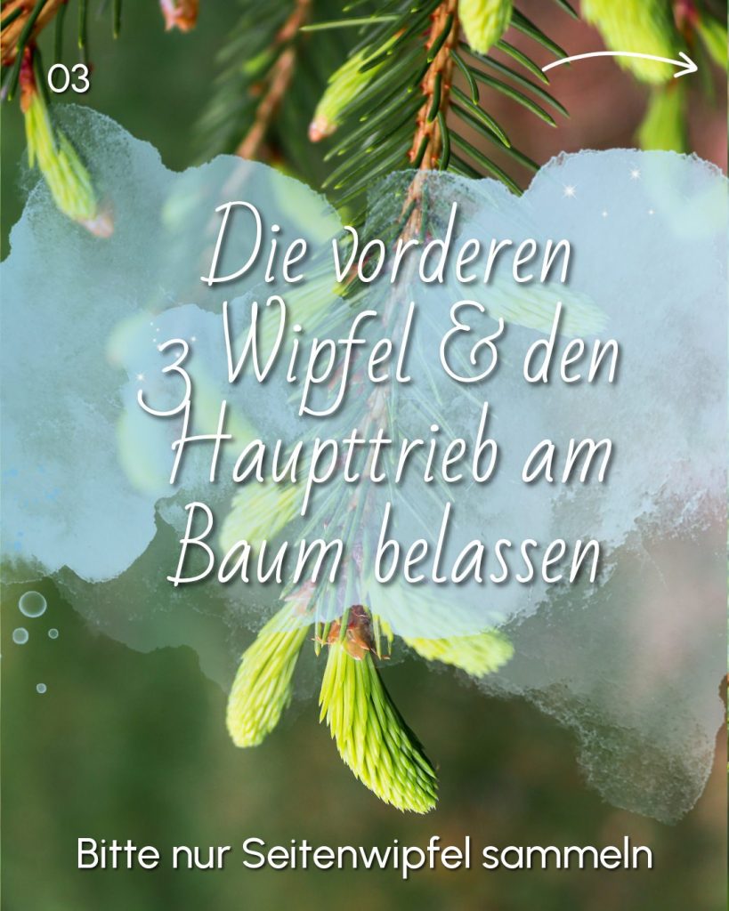 Maiwipferl sammeln