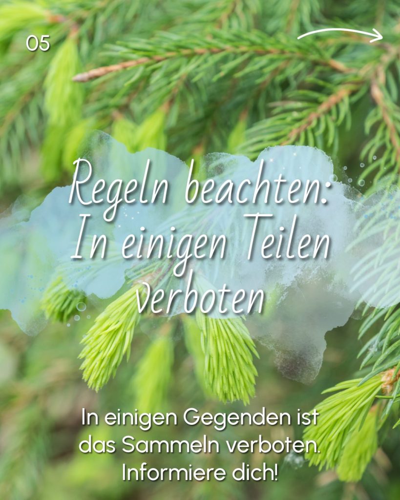 Maiwipferl sammeln
