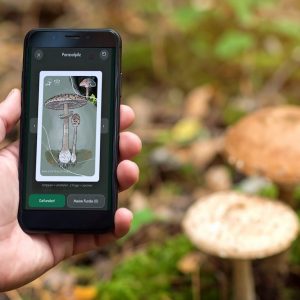 pilze und pflanzen lernen, dein begleiter, wildkrautwelt-lernapp, Pflanzen lernen mit der Wildkrautwelt Lern-App