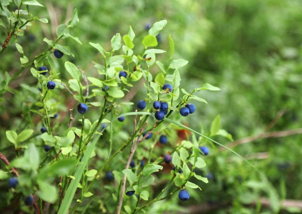 Wilde Heidelbeeren – Warum sie so besonders sind wilde Heidelbeeren, wildfrüchte, essbare Heidelbeeren