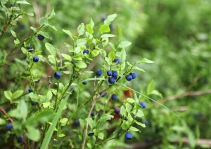 wilde Heidelbeeren, wildfrüchte, essbare Heidelbeeren