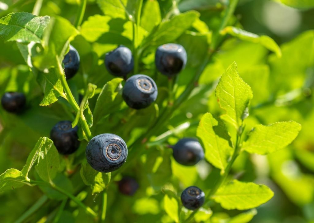 Wilde Heidelbeeren – Warum sie so besonders sind wilde Heidelbeeren, wildfrüchte, essbare Heidelbeeren