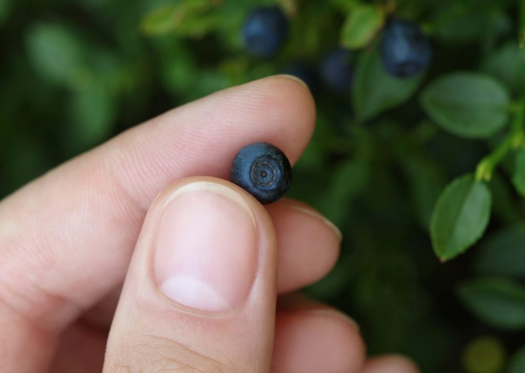 Wilde Heidelbeeren – Warum sie so besonders sind