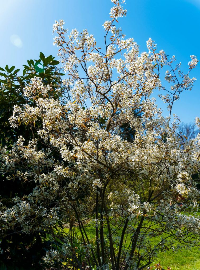 Felsebirne essbar? essbare Felsenbirne, kupferrote felsenbirne, wildfrüchte